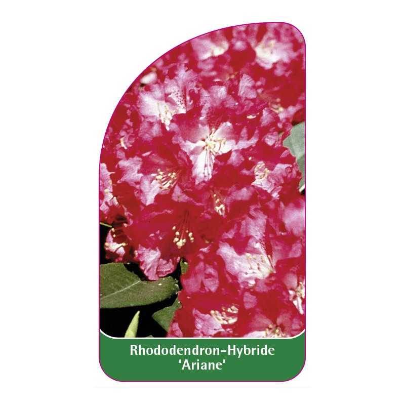 rhododendron-ariane-1