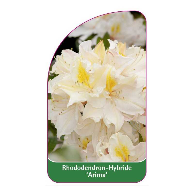 rhododendron-arima-1