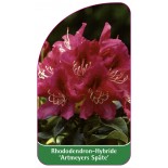 rhododendron-artmeyers-spate-1