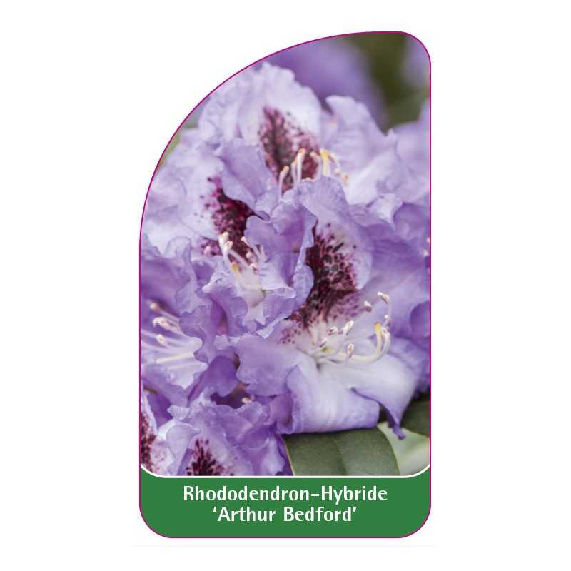 rhododendron-artur-bedford-1