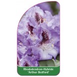 rhododendron-artur-bedford-1