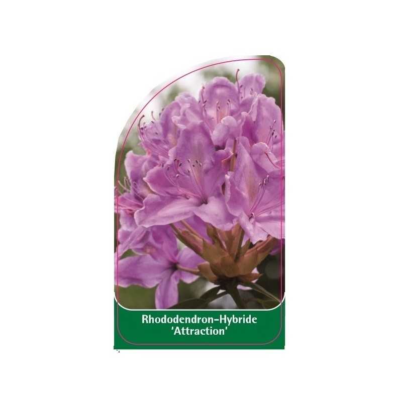rhododendron-attraction-1