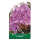 rhododendron-attraction-1