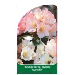 rhododendron-aureolin-1