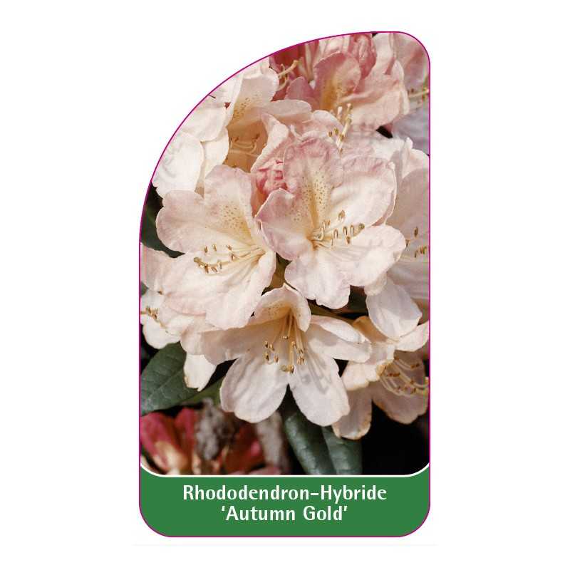 rhododendron-autumn-gold-1