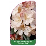 rhododendron-autumn-gold-1