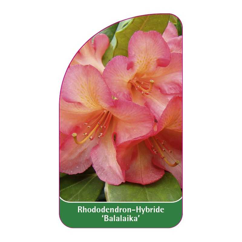 rhododendron-balalaika-1