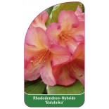 rhododendron-balalaika-1
