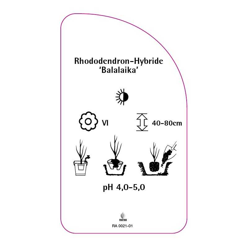 rhododendron-balalaika-0