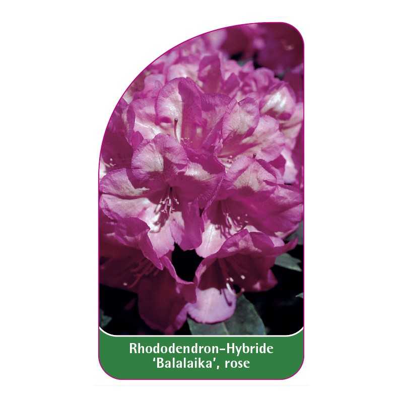 rhododendron-balalaika-rose1