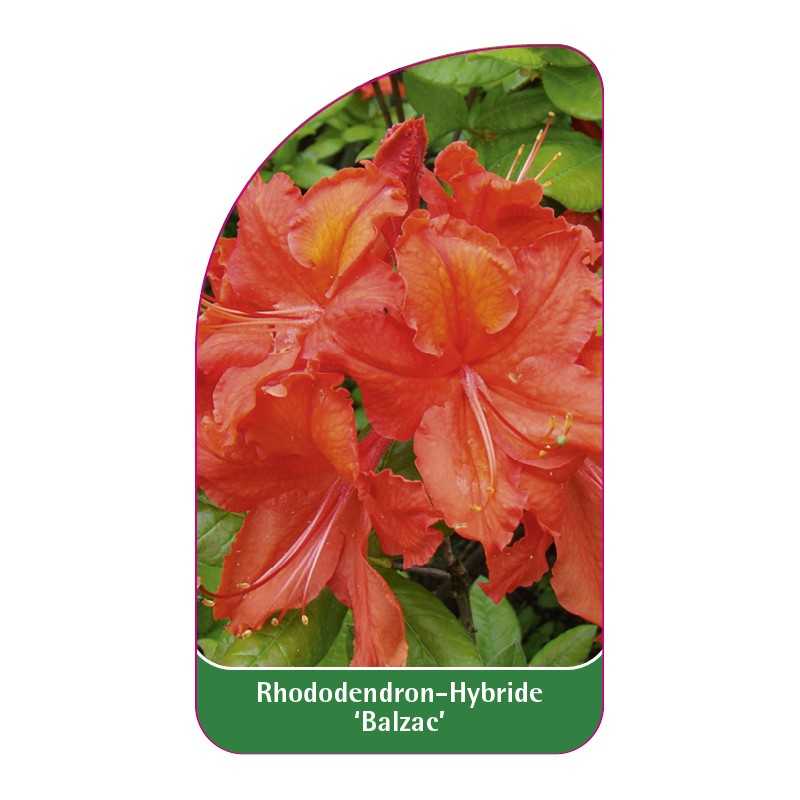 rhododendron-balzac-1