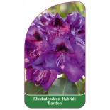 rhododendron-bariton-b1