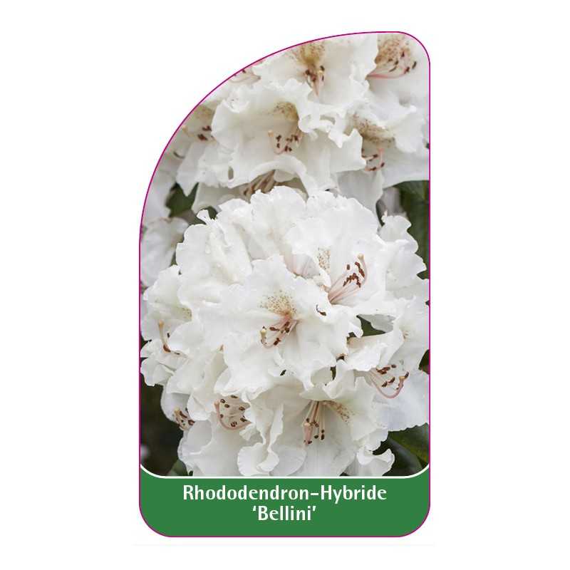rhododendron-bellini-1