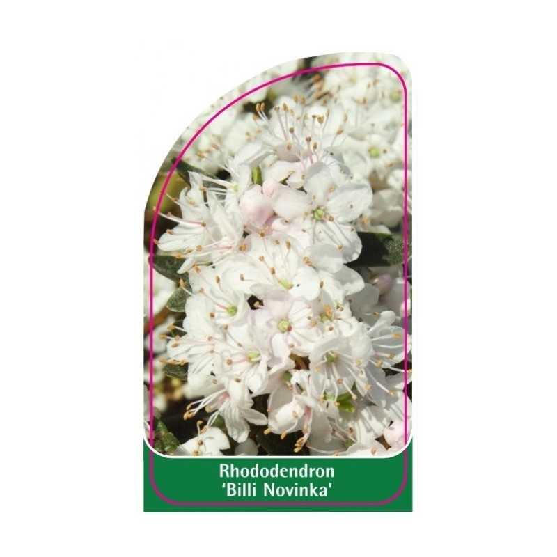 rhododendron-billi-novinka-1