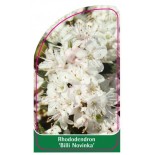 rhododendron-billi-novinka-1
