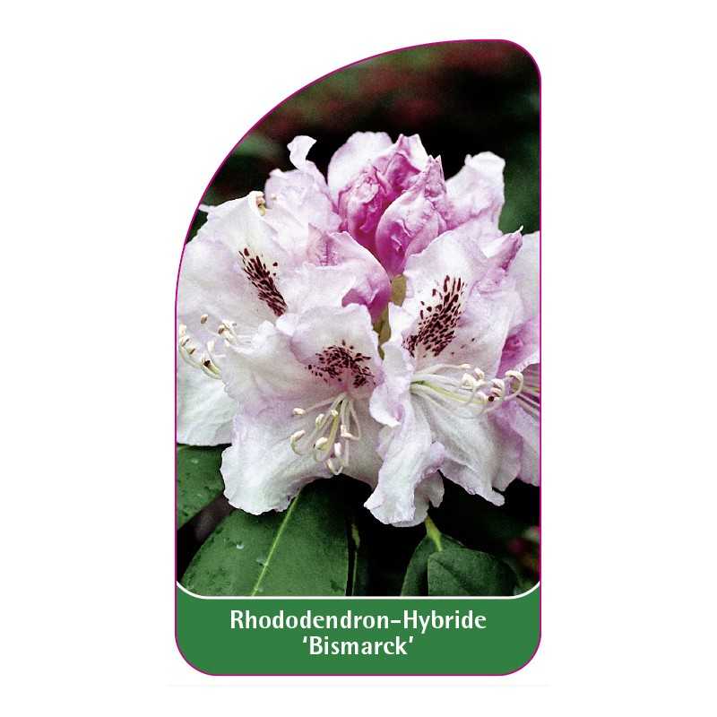 rhododendron-bismarck-1