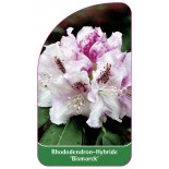 rhododendron-bismarck-1