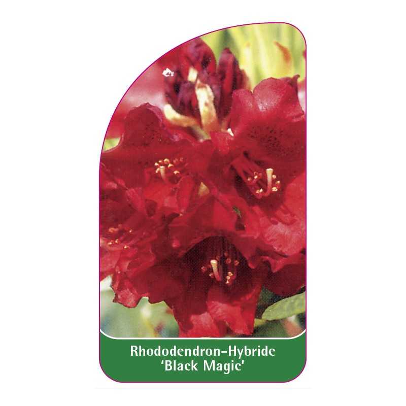 rhododendron-black-magic-1