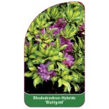 rhododendron-blattgold-1
