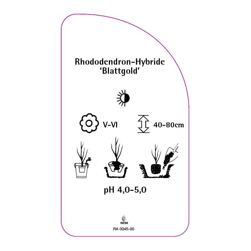 rhododendron-blattgold-0
