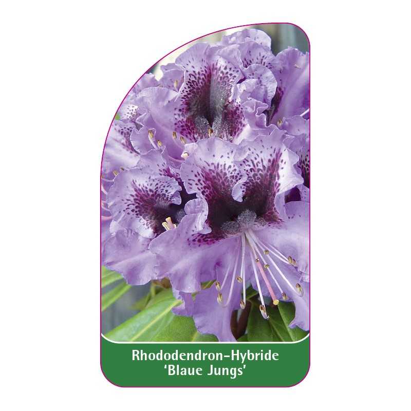 rhododendron-blaue-jungs-1