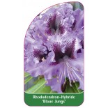 rhododendron-blaue-jungs-1