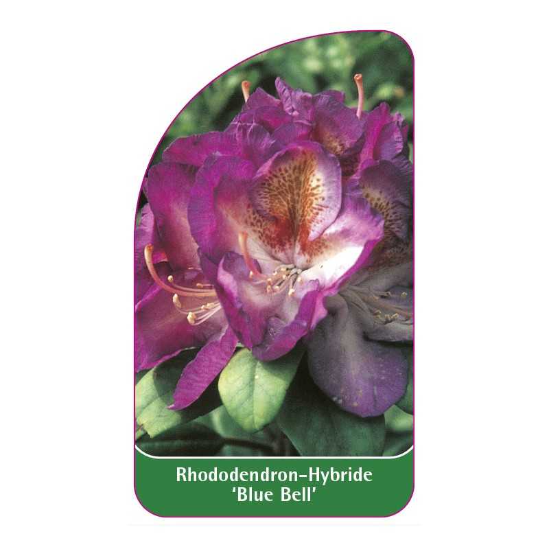 rhododendron-blue-bell-1