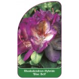 rhododendron-blue-bell-1