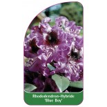 rhododendron-blue-boy-1