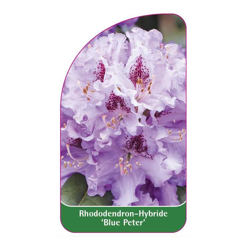 rhododendron-blue-peter-1