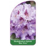 rhododendron-blue-peter-1