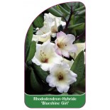 rhododendron-blueshine-girl-1