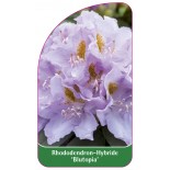 rhododendron-blutopia-1