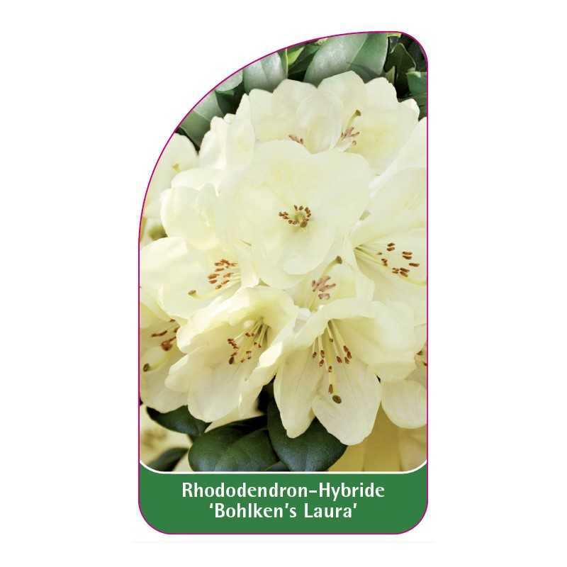 rhododendron-bohlken-s-laura-1