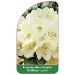 rhododendron-bohlken-s-laura-1