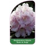 rhododendron-boule-de-neige-1