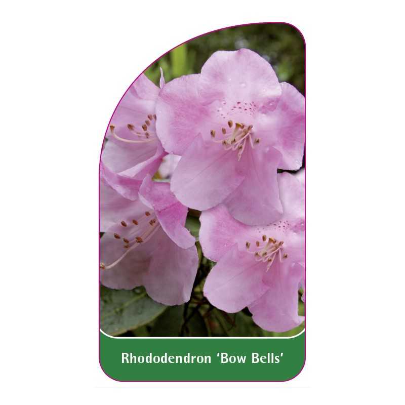 rhododendron-bow-bells-1