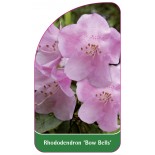 rhododendron-bow-bells-1