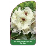 rhododendron-breslau-1