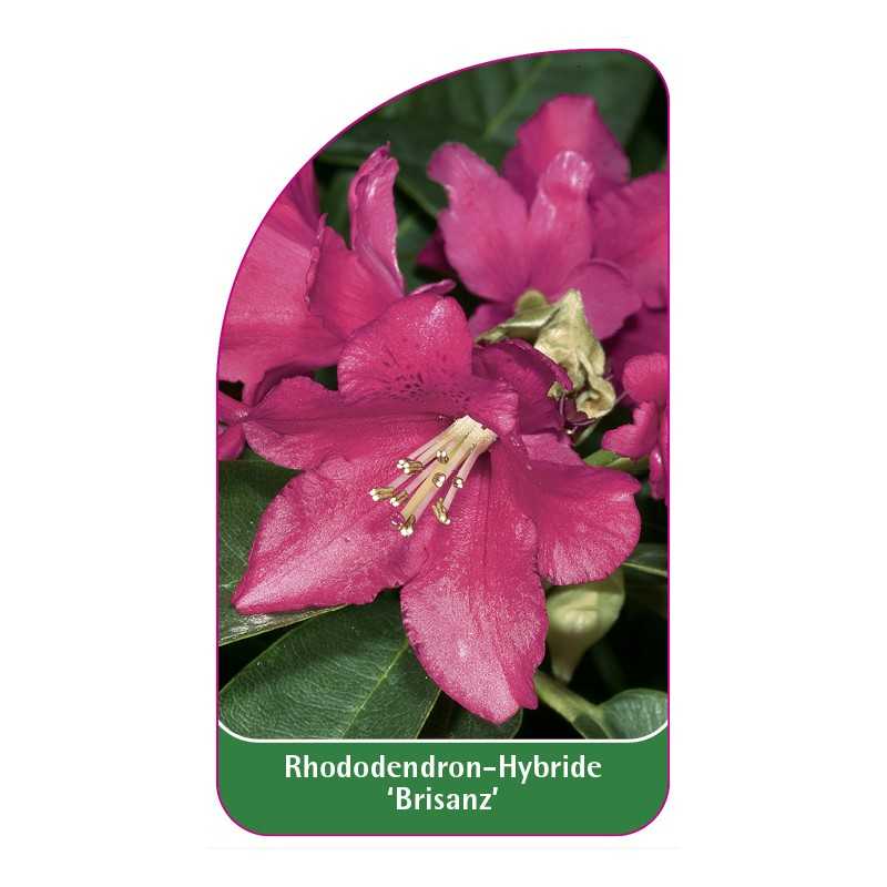 rhododendron-brisanz-1