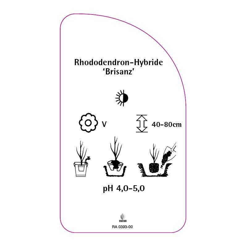 rhododendron-brisanz-0