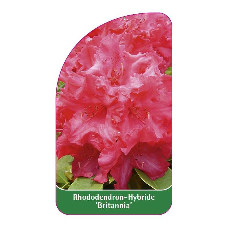 rhododendron-britannia-1