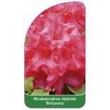 rhododendron-britannia-1