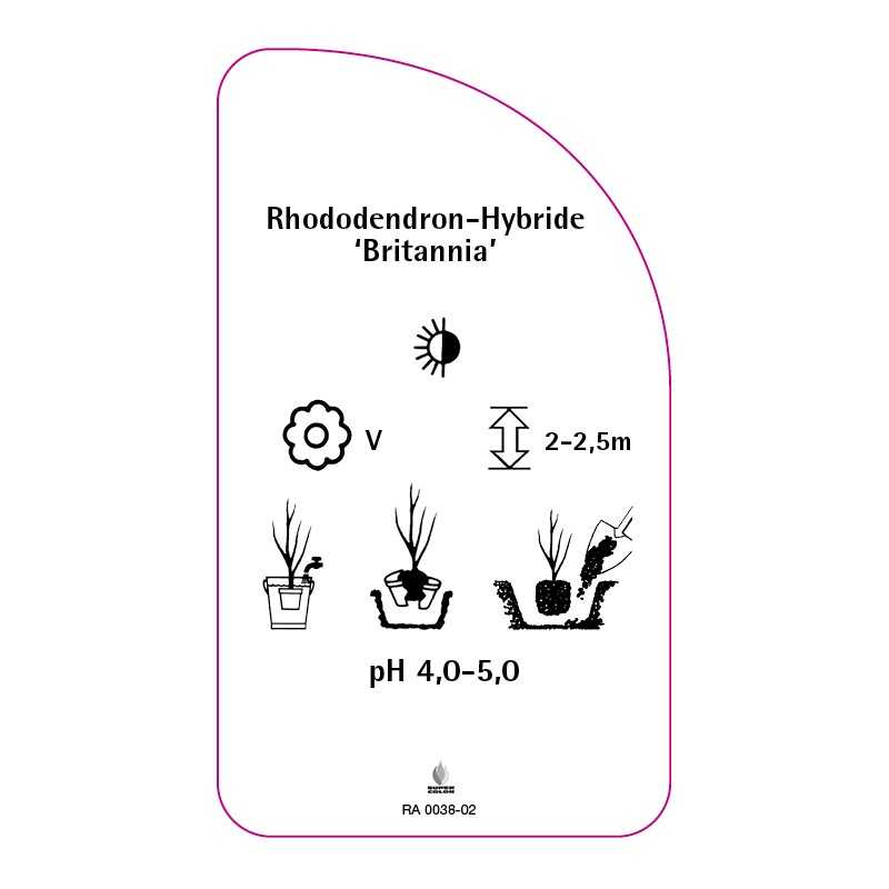 rhododendron-britannia-0