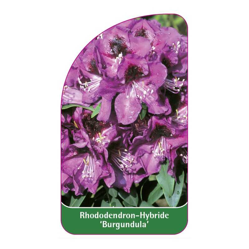 rhododendron-burgundula-1