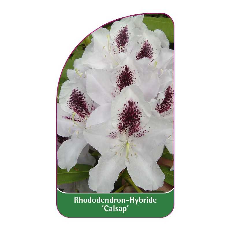 rhododendron-calsap-1
