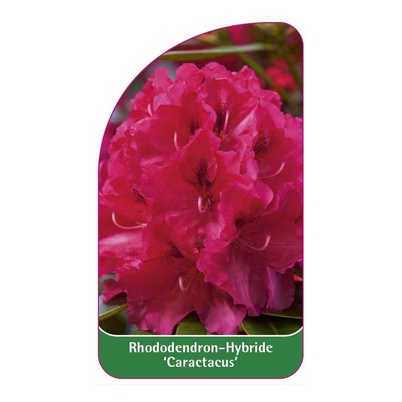 rhododendron-caractacus-b1