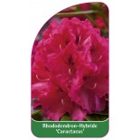 rhododendron-caractacus-b1