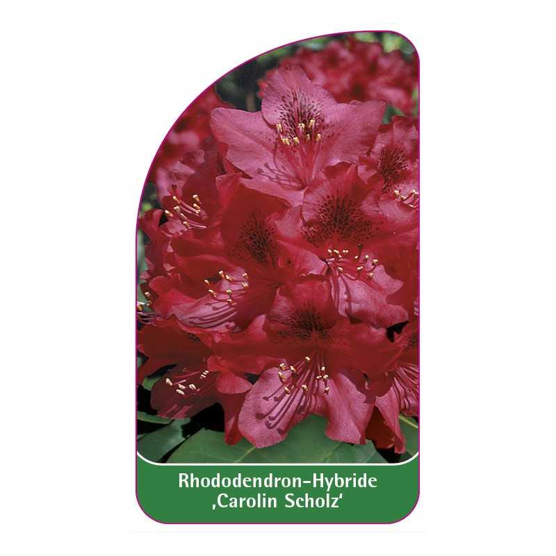 rhododendron-carolin-scholz-1