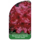 rhododendron-carolin-scholz-1